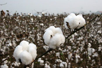 转基因棉花种子 已获准国内种植