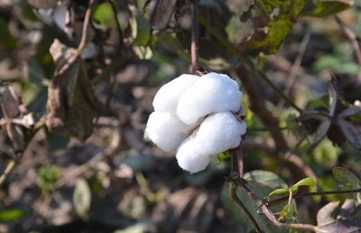 棉花种植技术